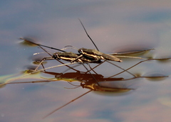 Aquarius conformis