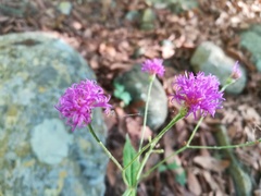 Vernonia greggii