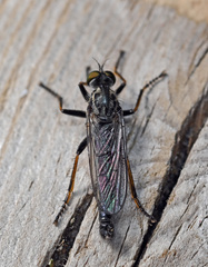 Neoitamus socius
