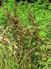 Rumex obtusifolius obtusifolius
