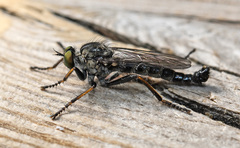 Neoitamus socius