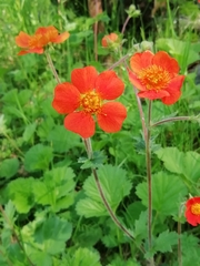Geum coccineum