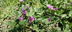 Malva sylvestris