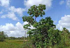 Cecropia palmata