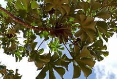 Cecropia palmata