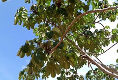 Cecropia palmata