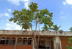 Cecropia palmata