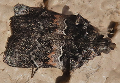 Satole ligniperdalis