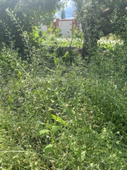 Capsella bursa-pastoris