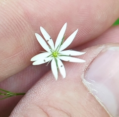 Stellaria palustris