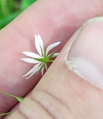 Stellaria palustris