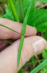Stellaria palustris