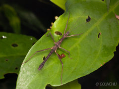Neohirasea hongkongensis