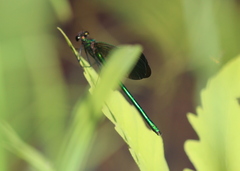 Calopteryx aequabilis