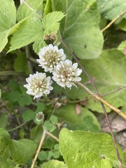 Trifolium repens