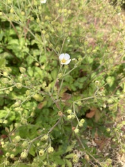 Drymocallis rupestris