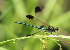 Calopteryx aequabilis