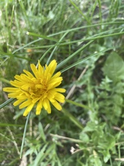 Taraxacum officinale