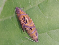 Olethreutes arcuella