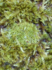 Grimmia trichophylla