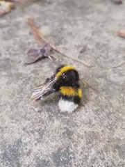 Bombus terrestris