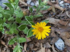 Heterotheca mucronata