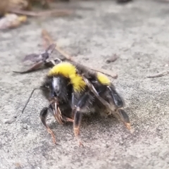 Bombus terrestris
