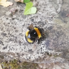 Bombus terrestris
