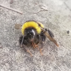 Bombus terrestris