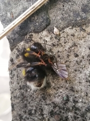 Bombus terrestris