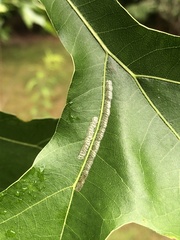 Neurobathra strigifinitella