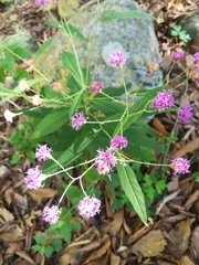 Vernonia greggii