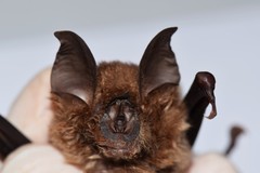 Rhinolophus alcyone