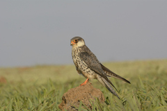 Falco amurensis