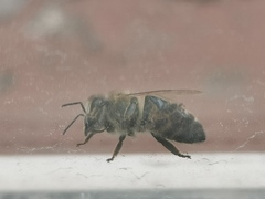 Apis mellifera
