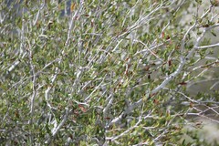 Cercocarpus ledifolius