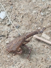 Pyrops watanabei
