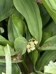 Convallaria majalis