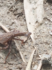 Pyrops watanabei