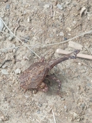 Pyrops watanabei
