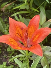 Lilium