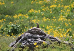 Urocitellus beldingi