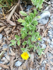 Heterotheca mucronata