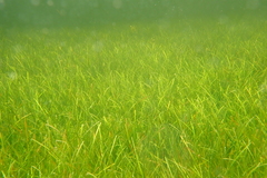 Cymodocea rotundata