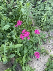Dianthus barbatus