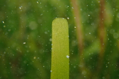 Cymodocea rotundata