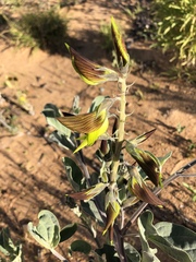 Crotalaria cunninghamii