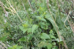 Laportea alatipes