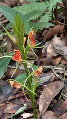 Cryptostylis arachnites