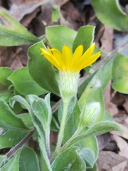 Heterotheca mucronata